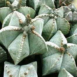 5 Astrophytum myriostigma Seeds - Verified Seller - Exotic Succulent Cactus - NEW