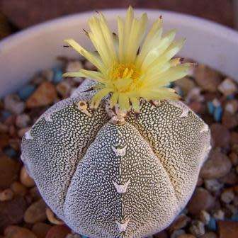 5 Astrophytum myriostigma Seeds - Verified Seller - Exotic Succulent Cactus - NEW