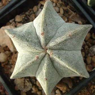 5 Astrophytum myriostigma Seeds - Verified Seller - Exotic Succulent Cactus - NEW