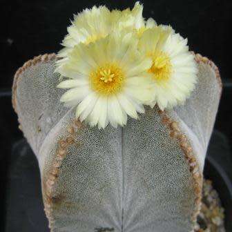 5 Astrophytum myriostigma Seeds - Verified Seller - Exotic Succulent Cactus - NEW