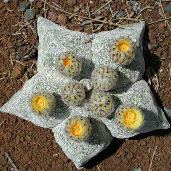 5 Astrophytum myriostigma Seeds - Verified Seller - Exotic Succulent Cactus - NEW