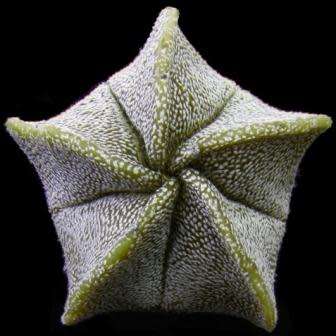 5 Astrophytum myriostigma Seeds - Verified Seller - Exotic Succulent Cactus - NEW