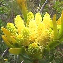 Aulax umbellata Seeds - Indigenous Endemic Cut Flower Fynbos Protea Shrub - Global Delivery