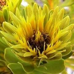 Aulax umbellata Seeds - Indigenous Endemic Cut Flower Fynbos Protea Shrub - Global Delivery