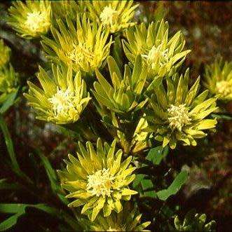 Aulax umbellata Seeds - Indigenous Endemic Cut Flower Fynbos Protea Shrub - Global Delivery