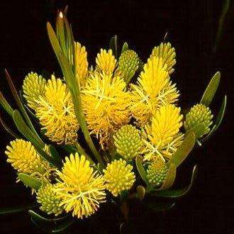 Aulax umbellata Seeds - Indigenous Endemic Cut Flower Fynbos Protea Shrub - Global Delivery