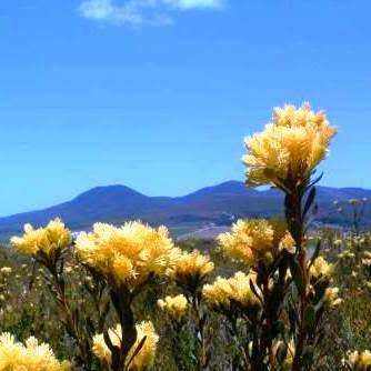 Aulax umbellata Seeds - Indigenous Endemic Cut Flower Fynbos Protea Shrub - Global Delivery