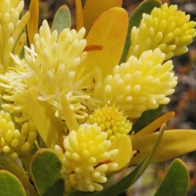 Aulax umbellata Seeds - Indigenous Endemic Cut Flower Fynbos Protea Shrub - Global Delivery