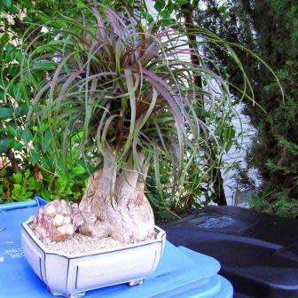 Beaucarnea guatemalensis Seeds - Bonsai Exotic Succulent Caudiciform Tree - NEW