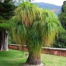 Beaucarnea guatemalensis Seeds - Bonsai Exotic Succulent Caudiciform Tree - NEW