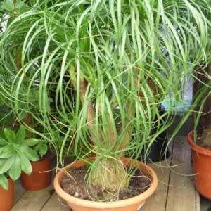 Beaucarnea guatemalensis Seeds - Bonsai Exotic Succulent Caudiciform Tree - NEW