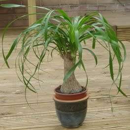 Beaucarnea guatemalensis Seeds - Bonsai Exotic Succulent Caudiciform Tree - NEW
