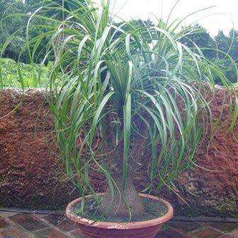 Beaucarnea guatemalensis Seeds - Bonsai Exotic Succulent Caudiciform Tree - NEW