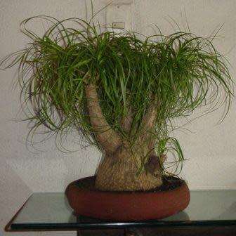 Beaucarnea guatemalensis Seeds - Bonsai Exotic Succulent Caudiciform Tree - NEW