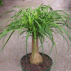 Ponytail Palm - Beaucarnea recurvata Seeds - Nolina recurvata - Exotic Caudiciform Evergreen Tree