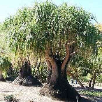 Ponytail Palm - Beaucarnea recurvata Seeds - Nolina recurvata - Exotic Caudiciform Evergreen Tree
