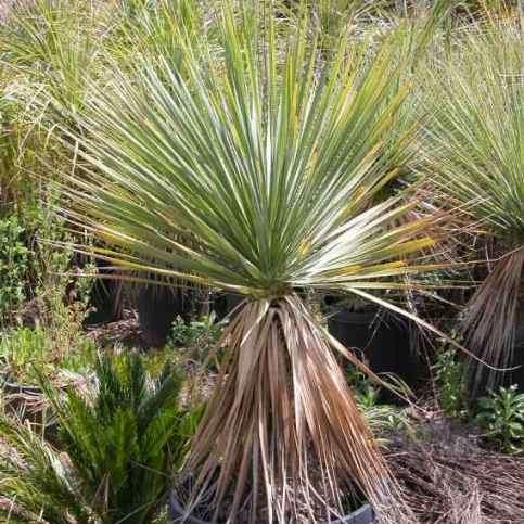 Ponytail Palm - Beaucarnea recurvata Seeds - Nolina recurvata - Exotic Caudiciform Evergreen Tree