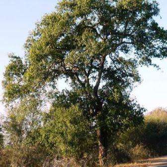5 Berchemia discolor - Brown Ivory Seeds, Indigenous Evergreen Edible Fruit Tree Medicinal NEW