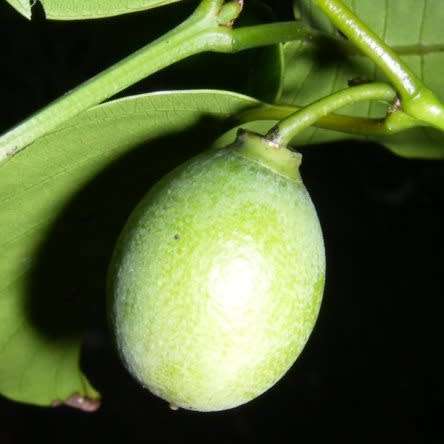 5 Berchemia discolor - Brown Ivory Seeds, Indigenous Evergreen Edible Fruit Tree Medicinal NEW