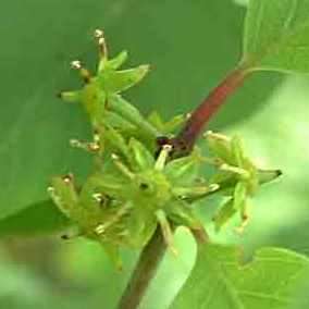 5 Berchemia discolor - Brown Ivory Seeds, Indigenous Evergreen Edible Fruit Tree Medicinal NEW