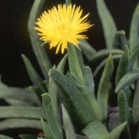 Bergeranthus multiceps Seeds - Indigenous South African Succulent Mesemb - NEW