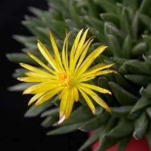 Bergeranthus multiceps Seeds - Indigenous South African Succulent Mesemb - NEW