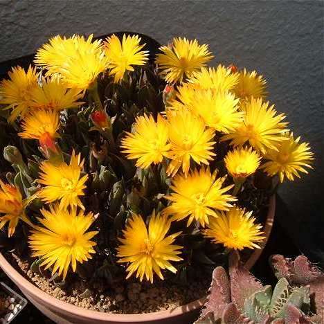 Bergeranthus multiceps Seeds - Indigenous South African Succulent Mesemb - NEW