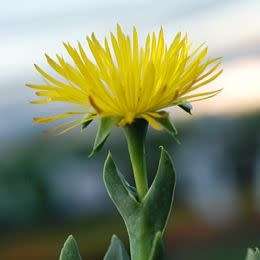 Bergeranthus multiceps Seeds - Indigenous South African Succulent Mesemb - NEW