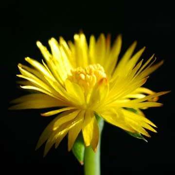 Bergeranthus multiceps Seeds - Indigenous South African Succulent Mesemb - NEW