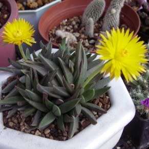 Bergeranthus multiceps Seeds - Indigenous South African Succulent Mesemb - NEW