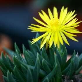 Bergeranthus multiceps Seeds - Indigenous South African Succulent Mesemb - NEW