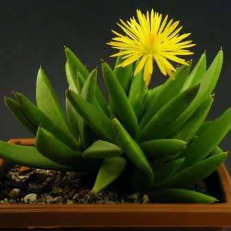 Bergeranthus multiceps Seeds - Indigenous South African Succulent Mesemb - NEW