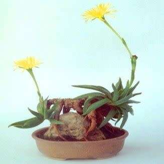 Bergeranthus scapiger - 5 Seed Pack - Indigenous South African Succulent Mesemb - NEW