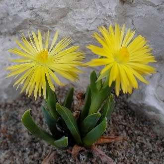 Bergeranthus scapiger - 5 Seed Pack - Indigenous South African Succulent Mesemb - NEW