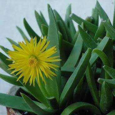 Bergeranthus scapiger - 5 Seed Pack - Indigenous South African Succulent Mesemb - NEW