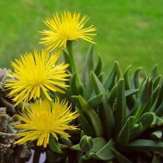 Bergeranthus scapiger - 5 Seed Pack - Indigenous South African Succulent Mesemb - NEW