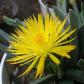 Bergeranthus scapiger - 5 Seed Pack - Indigenous South African Succulent Mesemb - NEW