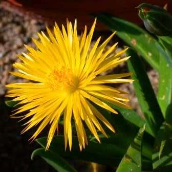 Bergeranthus scapiger - 5 Seed Pack - Indigenous South African Succulent Mesemb - NEW