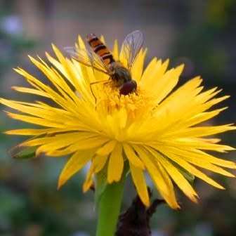 Bergeranthus scapiger - 5 Seed Pack - Indigenous South African Succulent Mesemb - NEW