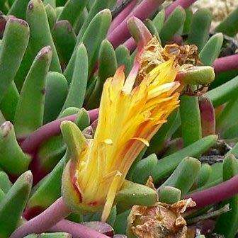 Bijlia tugwelliae Seeds - Indigenous Succulent Mesemb - Global Shipping - NEW