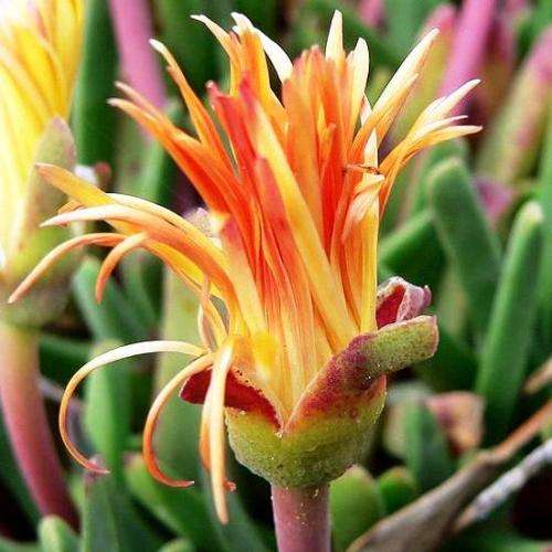 Bijlia tugwelliae Seeds - Indigenous Succulent Mesemb - Global Shipping - NEW