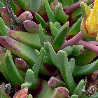 Bijlia tugwelliae Seeds - Indigenous Succulent Mesemb - Global Shipping - NEW