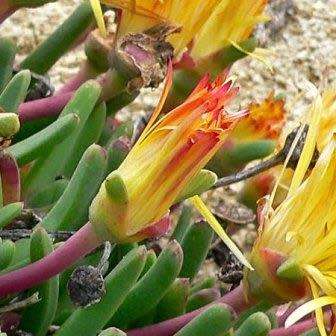 Bijlia tugwelliae Seeds - Indigenous Succulent Mesemb - Global Shipping - NEW