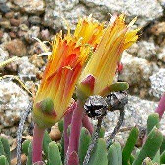 Bijlia tugwelliae Seeds - Indigenous Succulent Mesemb - Global Shipping - NEW