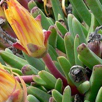 Bijlia tugwelliae Seeds - Indigenous Succulent Mesemb - Global Shipping - NEW