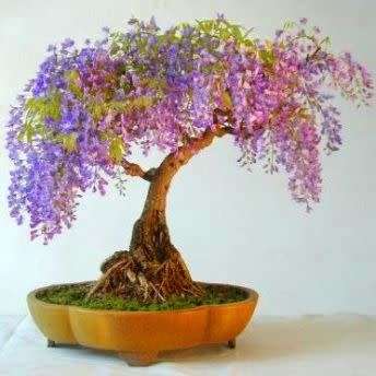 Bolusanthus speciosus - Tree Wisteria -10+ Seed Pack- Indigenous + Free Bonsai EBook