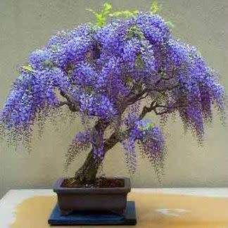 Bolusanthus speciosus - Tree Wisteria -10+ Seed Pack- Indigenous + Free Bonsai EBook