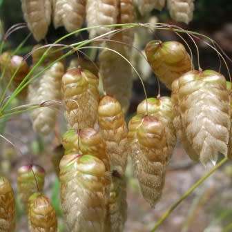 Large Quaking Rattlesnake Grass Seeds - Briza maxima - Ornamental Grass - New
