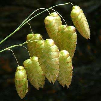 Large Quaking Rattlesnake Grass Seeds - Briza maxima - Ornamental Grass - New