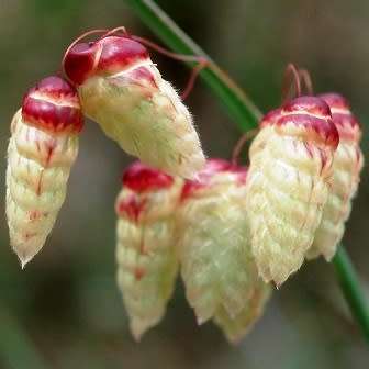 Large Quaking Rattlesnake Grass Seeds - Briza maxima - Ornamental Grass - New